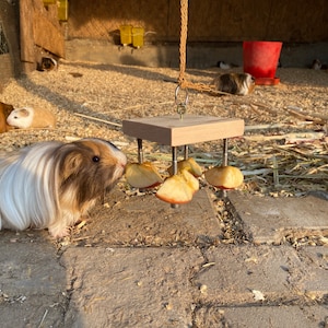 May include: A guinea pig eats from a wooden toy with dried apple slices attached. The toy is suspended from the ceiling with a rope. Other guinea pigs are in the background.
