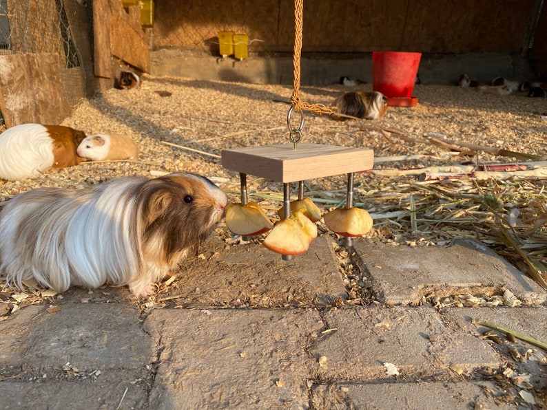 May include: A guinea pig eats from a wooden toy with dried apple slices attached. The toy is suspended from the ceiling with a rope. Other guinea pigs are in the background.