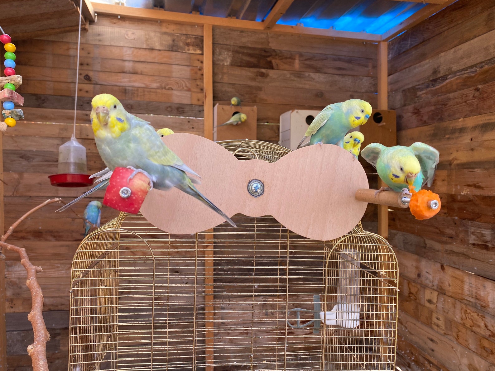 Foraging Swing for Birds Rotating Teeter Totter Toy for Etsy