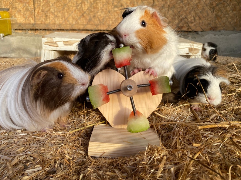 Picture of Personalized Heart Guinea Pig Feeder Toy Rotating Wheel Food - Etsy