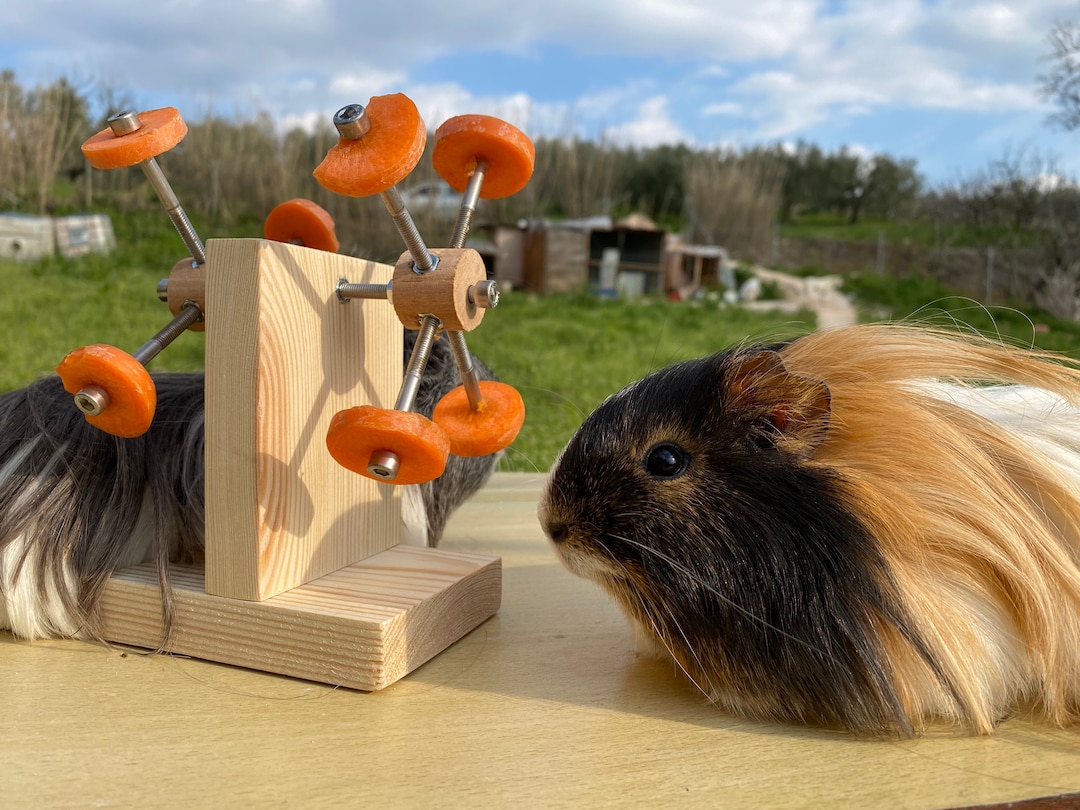 Treat Feeder for Guinea Pigs, Guinea Pig Toys, Cage Accessories, Food ...