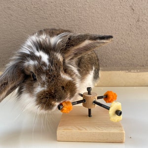 Logic toys for rabbits 2025