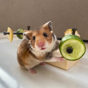 Double Wheel Hamster Toy, hamster feeder, hamster wood, hamster food holder, hamster chew, hamster food, hamster treat