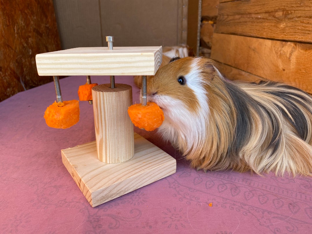 Cavy Best Guinea Pig Toys Uk Square Guinea Pig Toy, Cavy Feeder