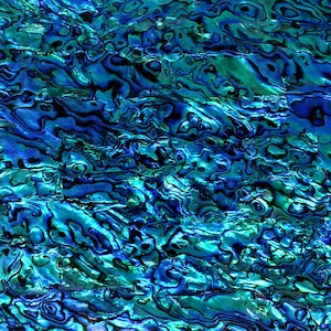 May include: A close-up of a blue and green iridescent abalone shell with a swirling pattern.
