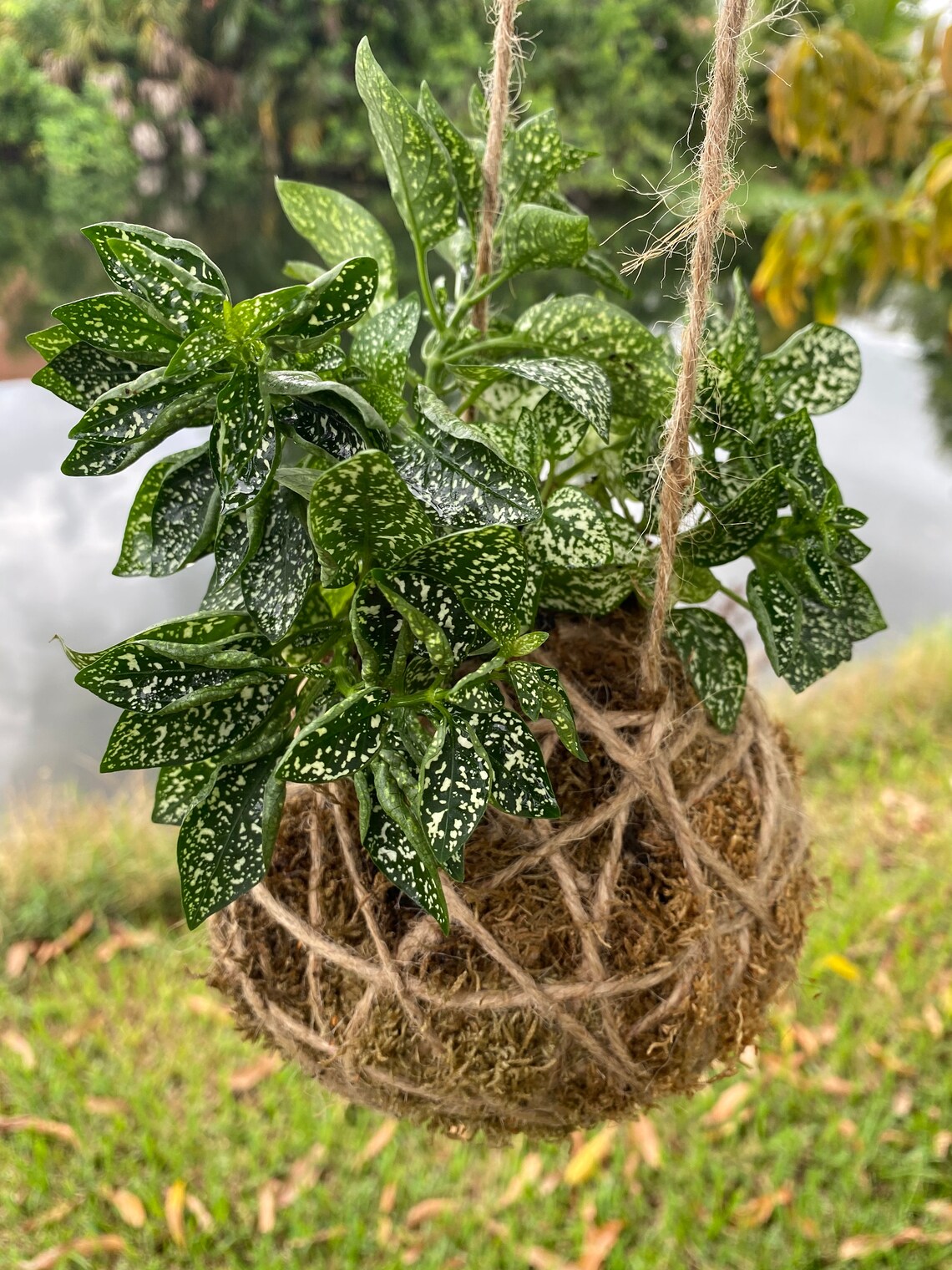 Hanging Kokedama Plant Hanging House Plant House Plant Etsy