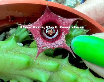 Huernia Schneideriana Red Dragon