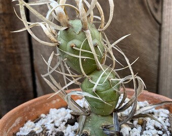 Tephrocactus Articulatus paper spine cactus