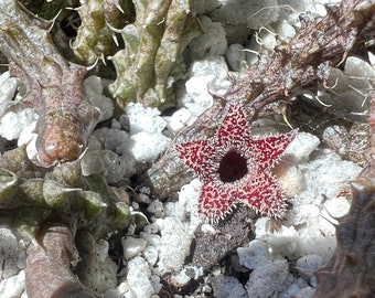 Stapelianthus Decaryi