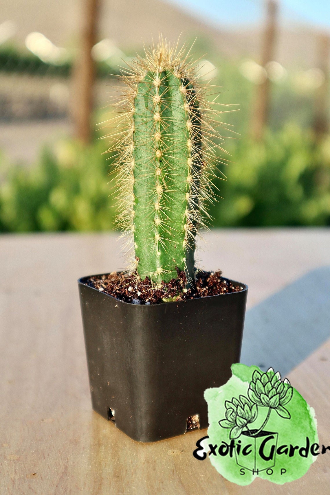 Pilosocereus Azureus Blue Torch Cactus | Etsy