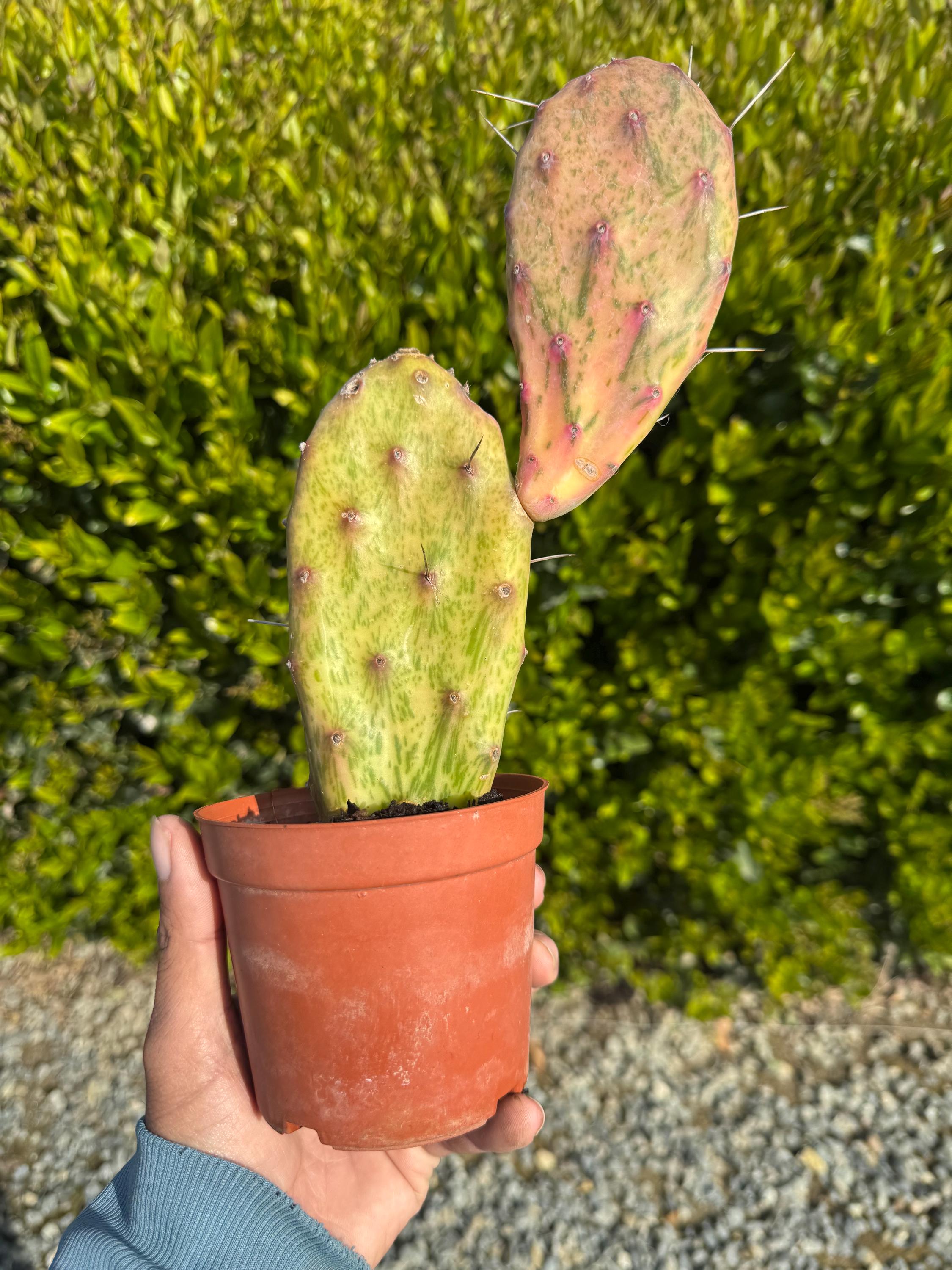 Opuntia sunburst variegata, cactus, nopal, exotique France
