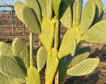 2 cuttings Nopal (pinky pear)