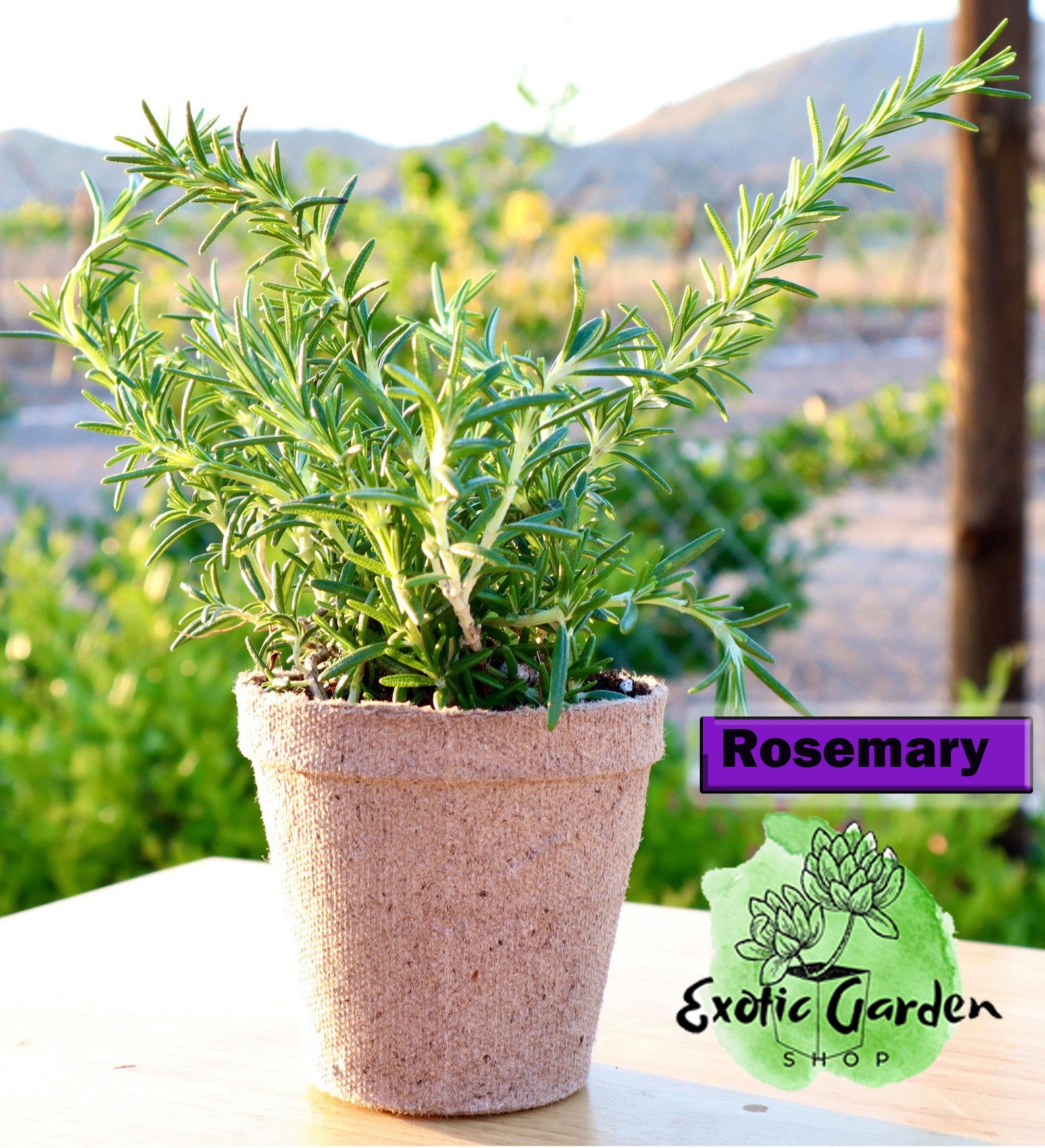 Rosemary Plant Hardy Live Shipped potted Herb Garden apprx Etsy