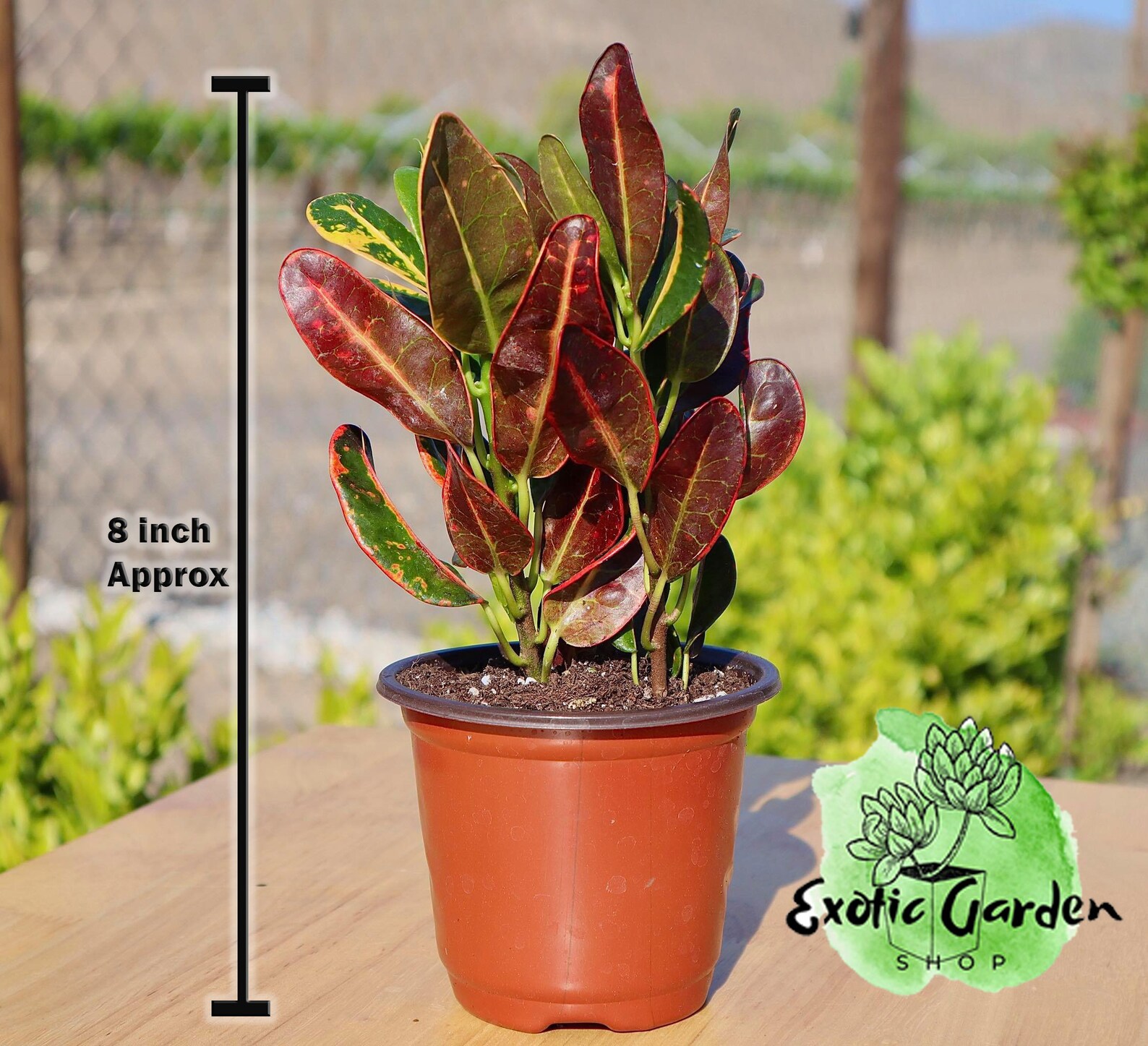 Luna Croton Croton Live Plant Outdoor/Indoor Etsy