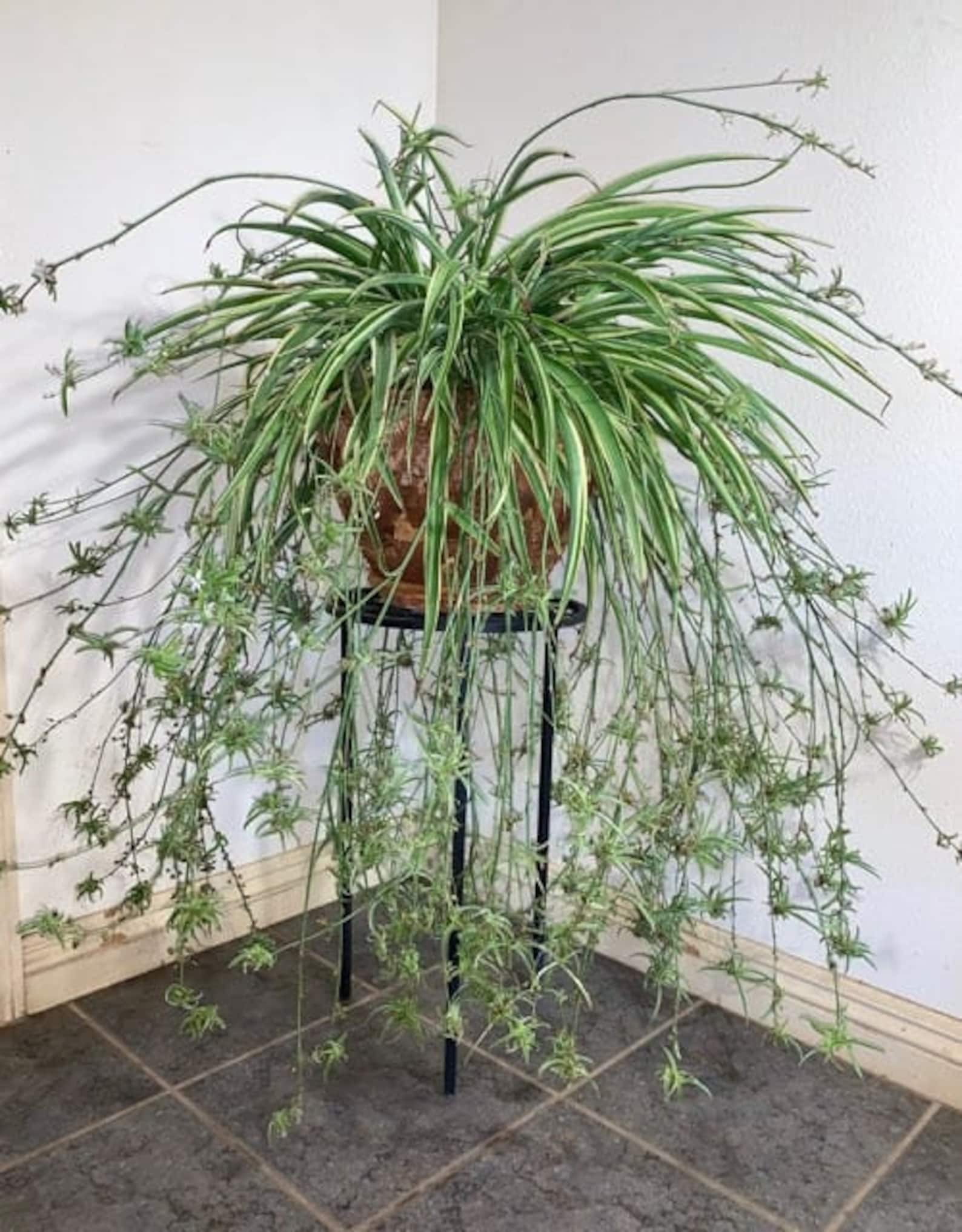 Baby Ocean Spider Live Plant Easy to Grow Cleans the Air Etsy