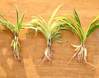 Collector pack , 3 baby’s different color spider plants