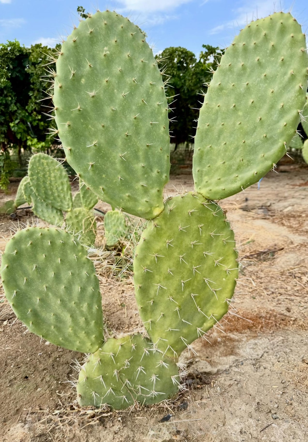 Pretty Nopal 2 Cuttings /nopal Blanco Opuntia Streptacantha - Etsy