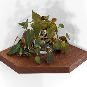 Front view of a mahogany floating shelf for corners with a pothos plant on it.