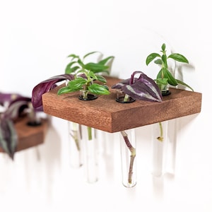 May include: A wooden wall-mounted planter with four glass test tubes holding small plants. The planter is stained a dark brown and has a rectangular shape. The plants are a mix of green and purple.