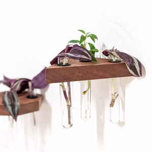 Puede incluir: Un macetero de pared de madera con cuatro tubos de ensayo de vidrio que contienen pequeñas plantas con hojas moradas y verdes.