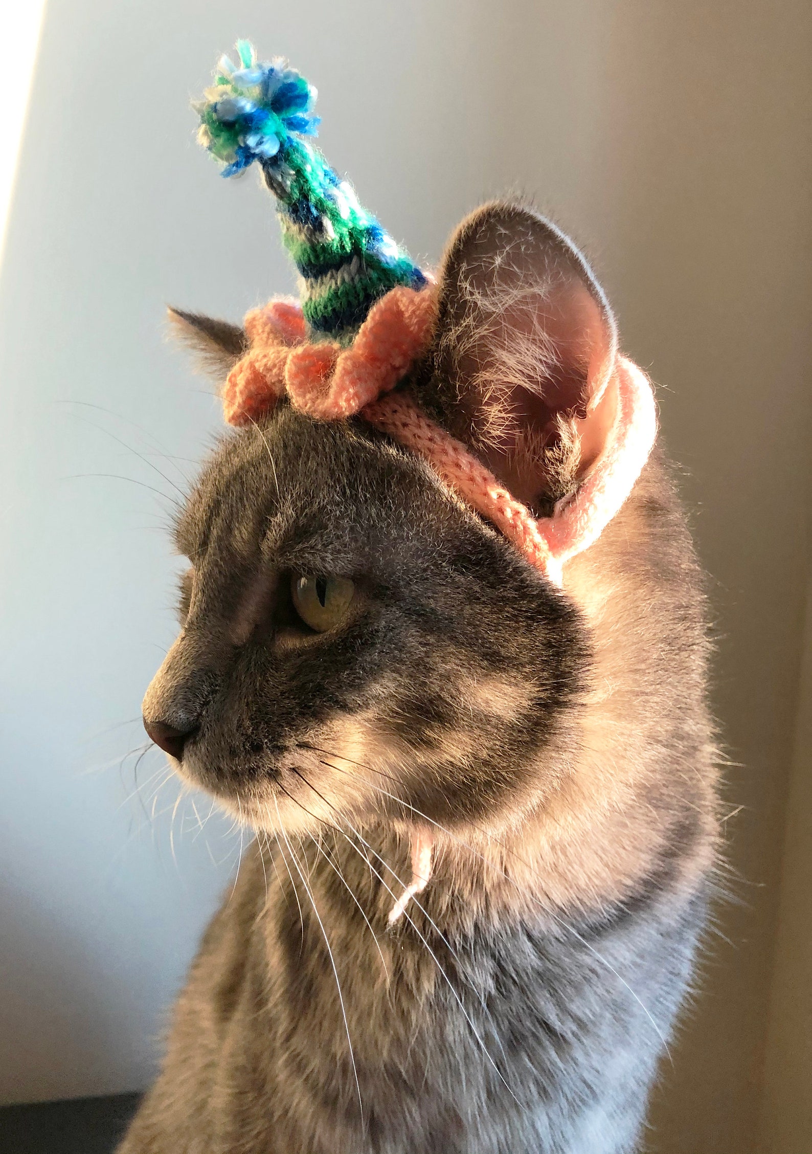 Knitted Cat Birthday Celebration Hat Etsy