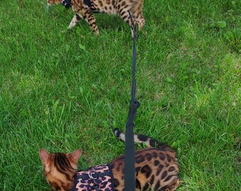 bengal harness