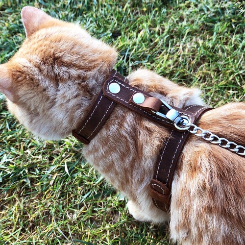 Leash Trainer for Cats & Kittens Etsy