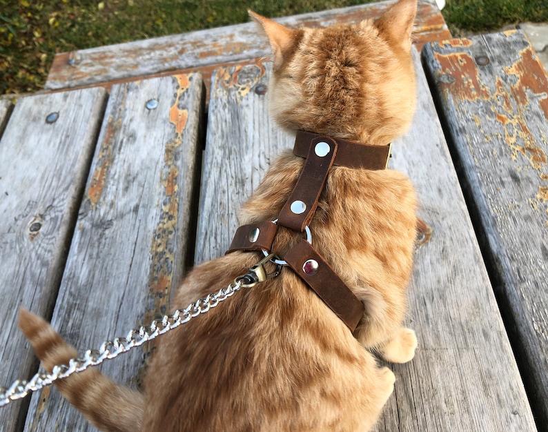 Leash Trainer for Cats & Kittens Walking Cat Harness escape Etsy
