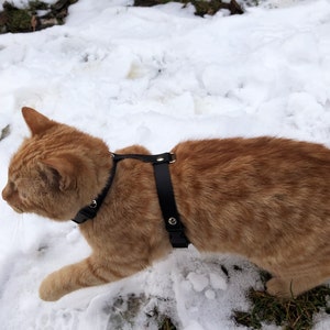 Walking Cat Harness, Leash Trainer for Cats & Kittens, Escape Proof Explore Cat Harnesses, H Style Cat Harness, Leather Cat Collar image 4