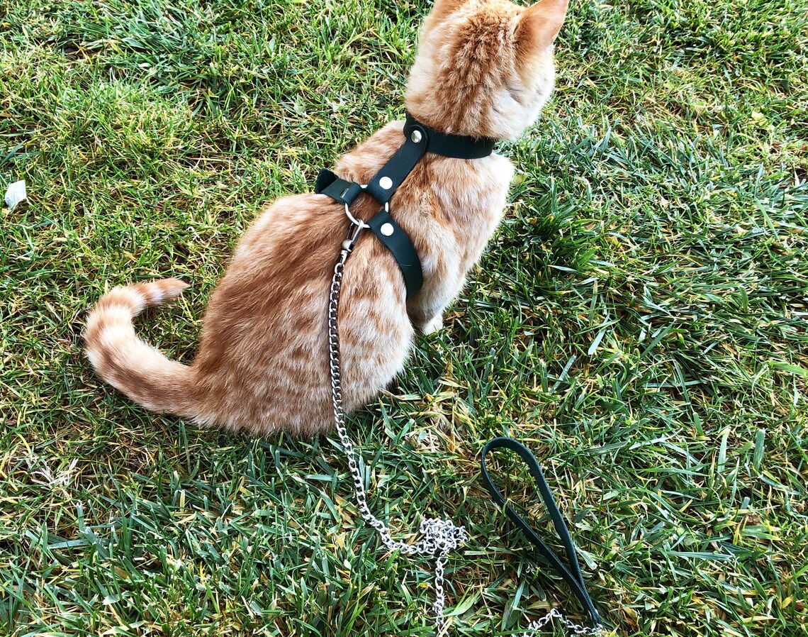 Leather Cat Harness Collar Leash Trainer for Cats & Kittens Etsy