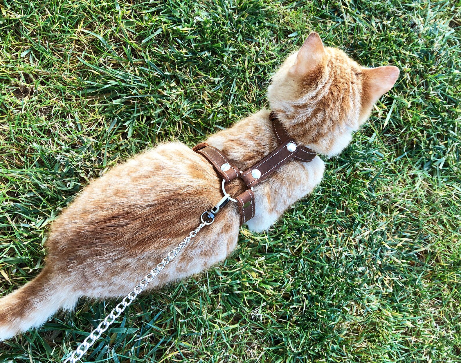 Explore Cat Harnesses Walking Cat Harness Escape Proof Leash Etsy
