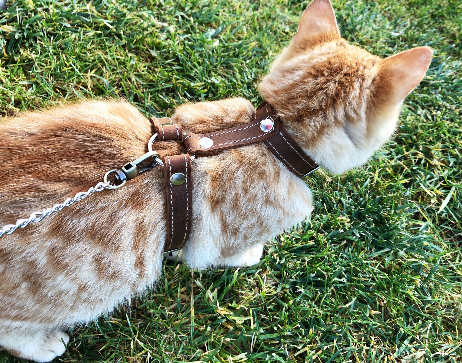 Explore Cat Harnesses Walking Cat Harness Escape Proof Leash Etsy