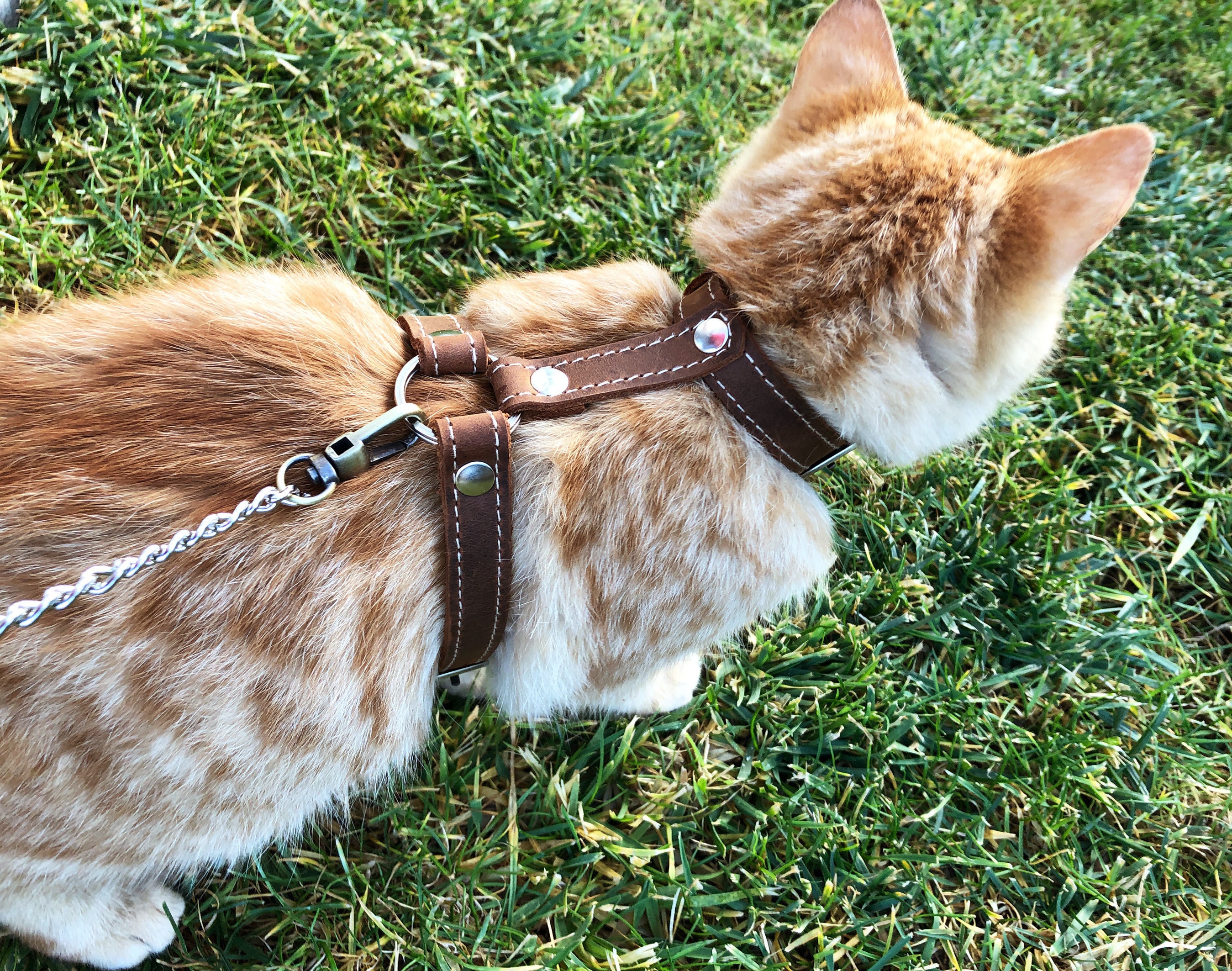 Explore Cat Harnesses Walking Cat Harness Escape Proof Leash Etsy
