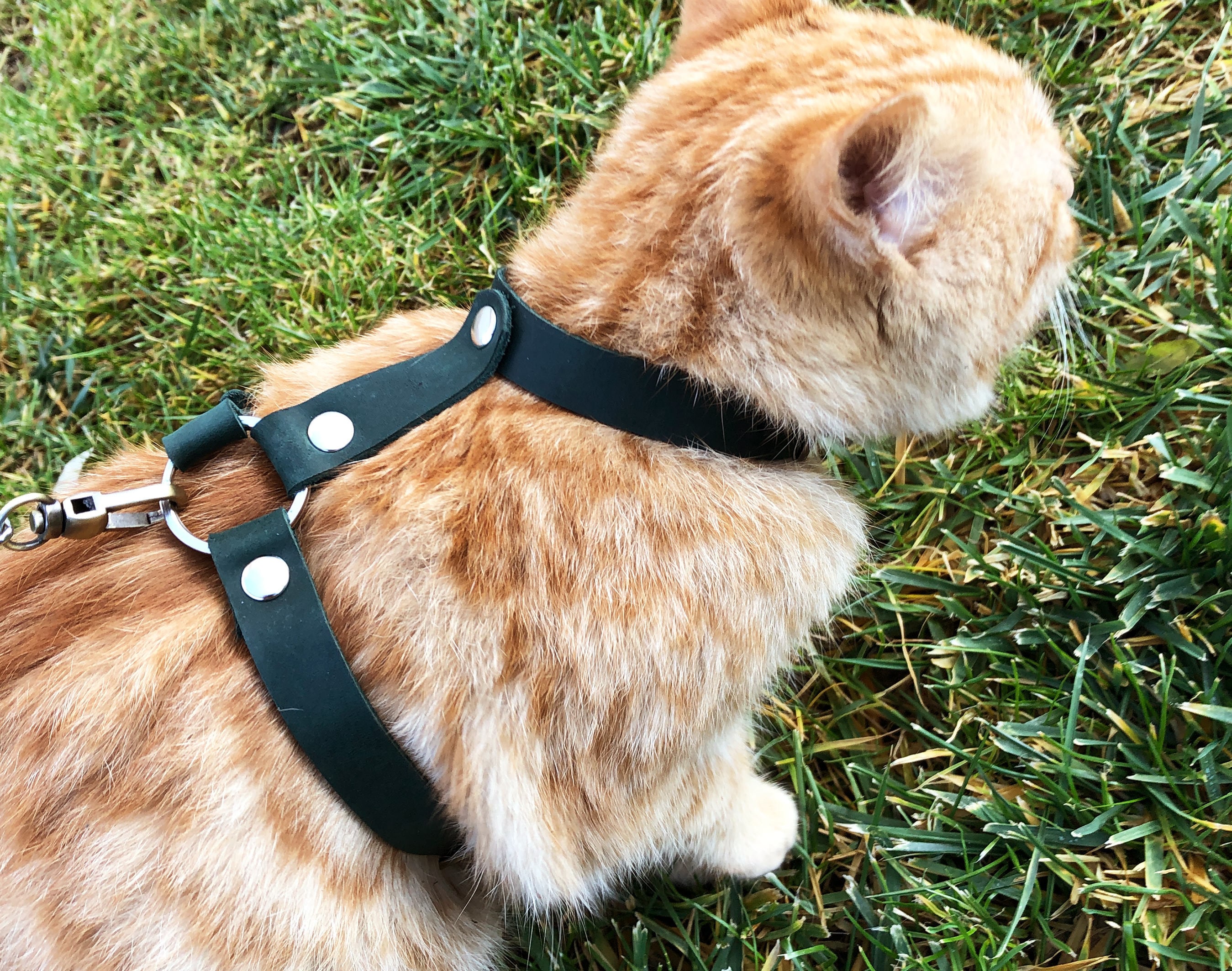 Leather Cat Harness Collar Leash Trainer for Cats & Kittens Etsy