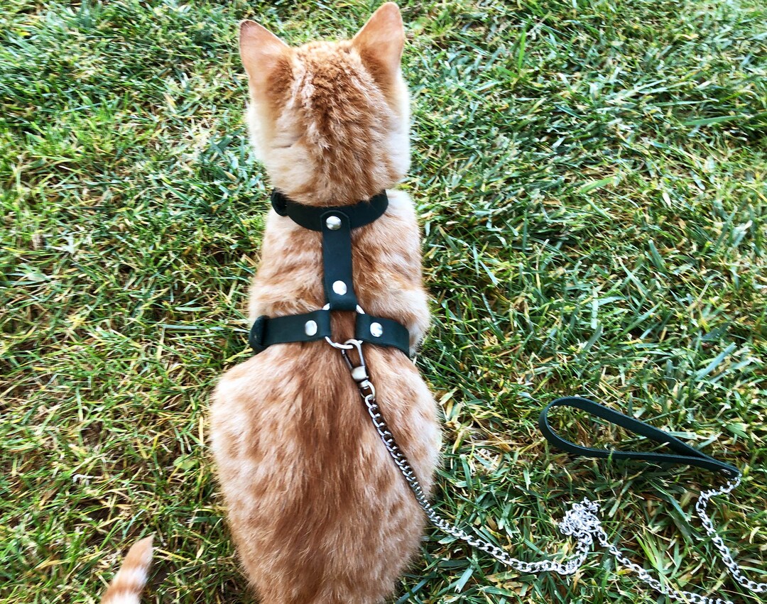 Leather Cat Harness Collar Leash Trainer for Cats & Kittens, Walking