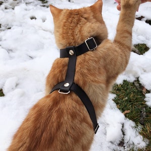 May include: A ginger cat wearing a black leather harness with silver buckles in the snow.