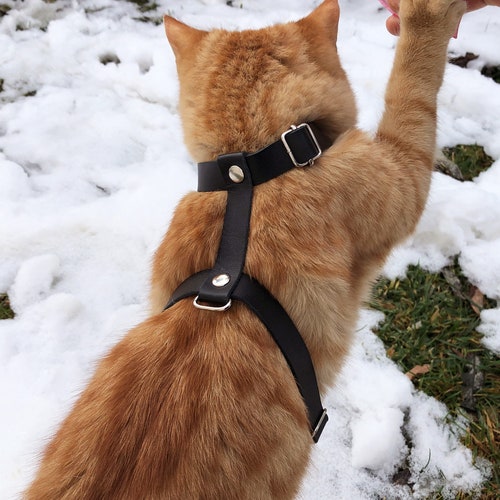 Leather Cat Harness Collar Leash Trainer for Cats & Kittens Etsy