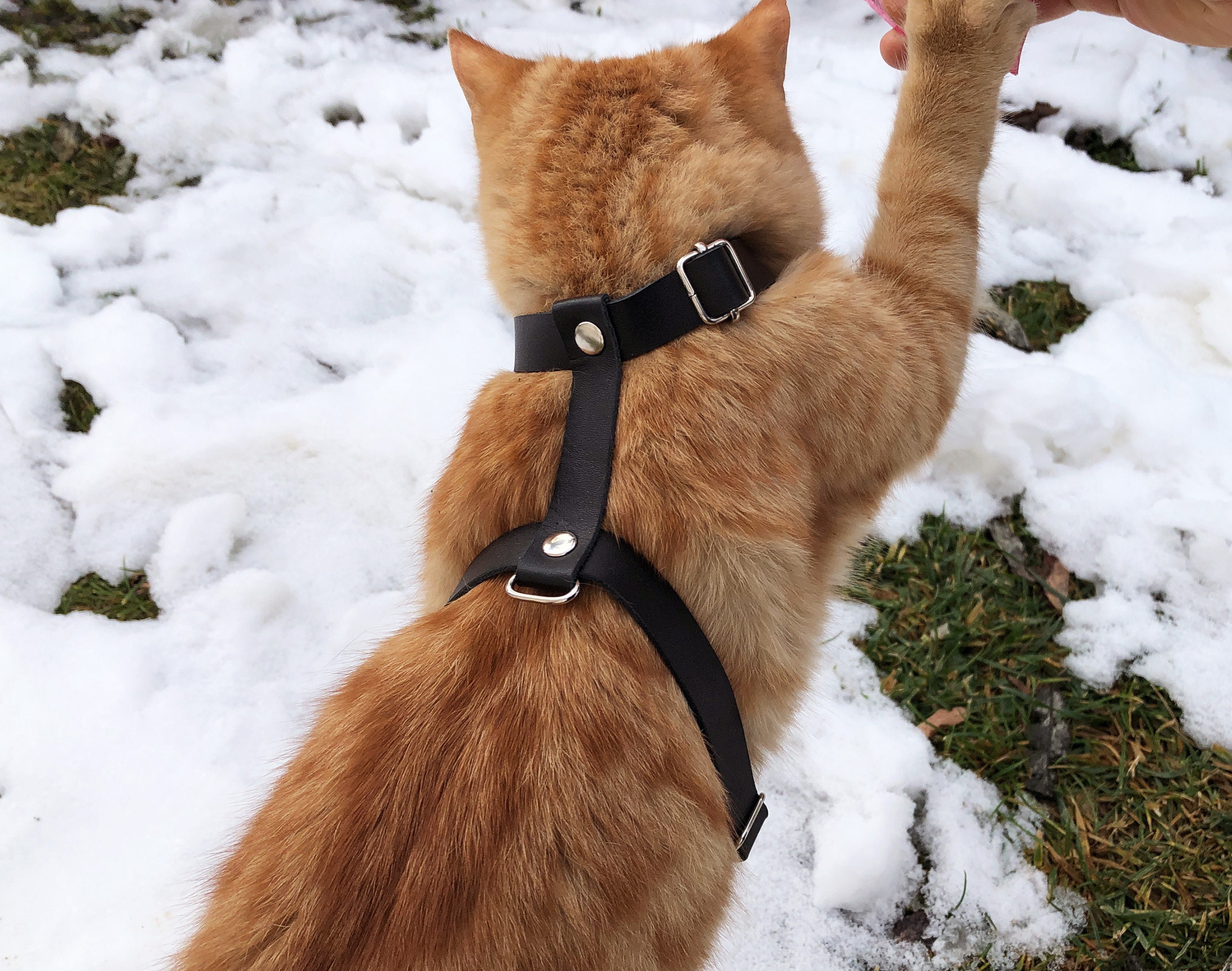 Walking Cat Harness Leash Trainer for Cats & Kittens Escape Etsy