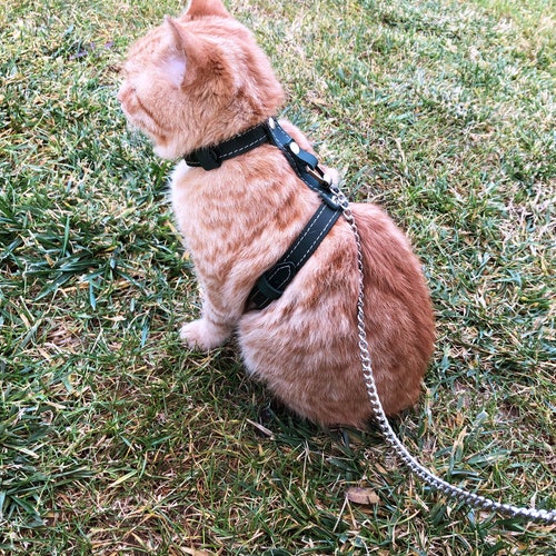 Leash Trainer for Cats & Kittens Explore Cat Harnesses Walking Etsy