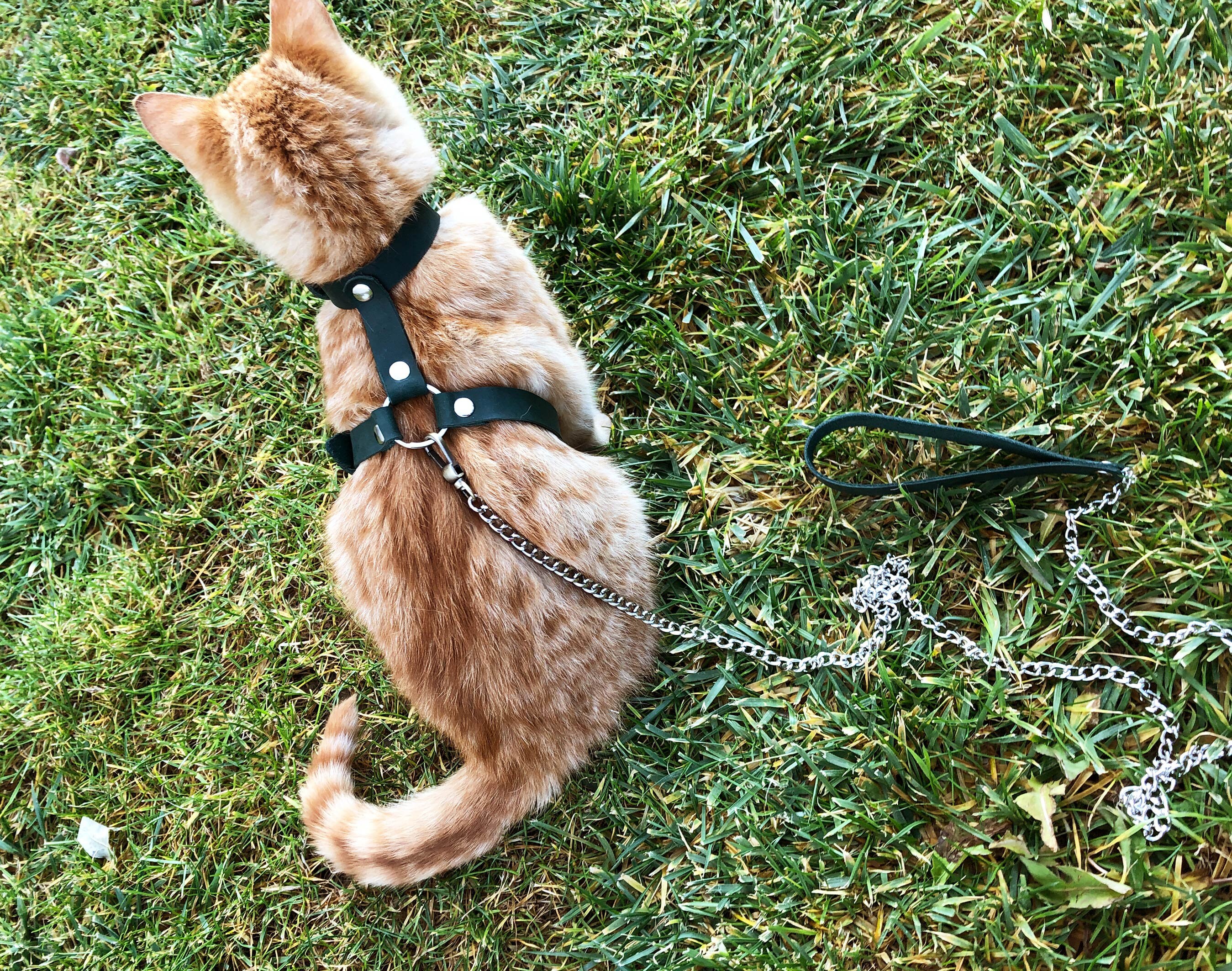 Leather Cat Harness Collar Leash Trainer for Cats & Kittens Etsy