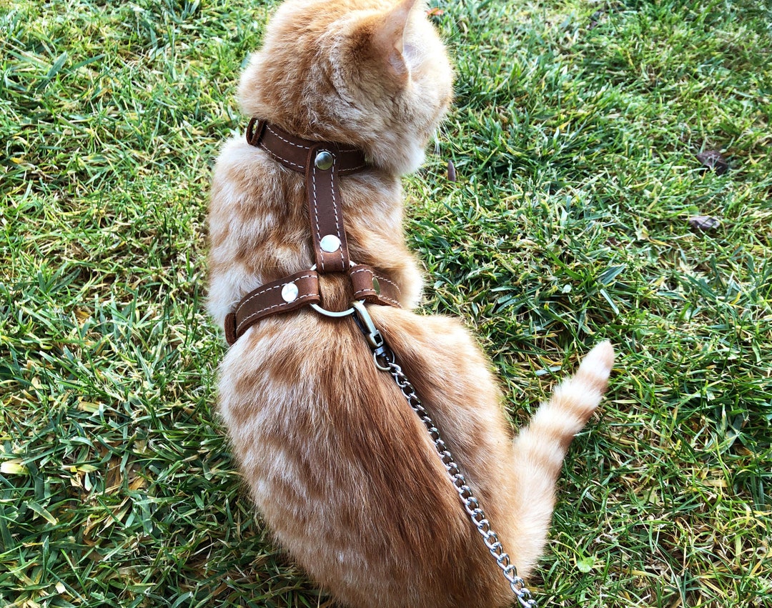 Explore Cat Harnesses Walking Cat Harness Escape Proof Leash Trainer