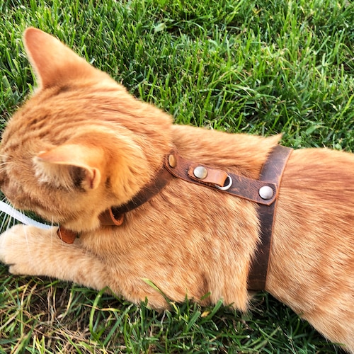 Leather Cat Harness Collar Leash Trainer for Cats & Kittens Etsy