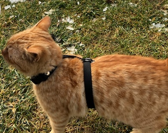 Escape Proof Cat Walking Harness: Adjustable H-Style Leash Trainer