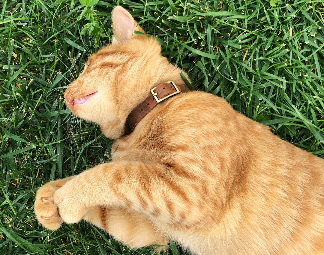 Cat Tag Collar, Leather Cat Collar, Custom Cat Collar, Pet ID Tag, Cat