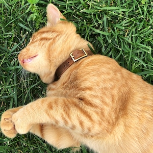 Collier de chat en cuir : médaille d&#39;identification personnalisée pour animal de compagnie, nom de chat personnalisé