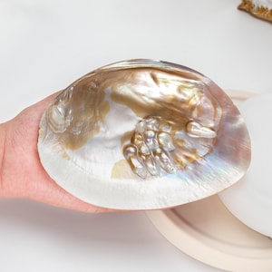 Peut inclure: Un grand coquillage irisé avec un éclat nacré. La coquille présente une gamme de couleurs, dont l'or, le marron et le blanc, avec des touches de bleu et de violet. La coquille est tenue dans une main, mettant en valeur sa beauté naturelle.