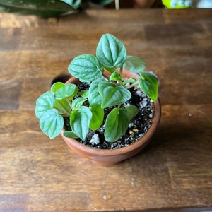 Tiny house plants - Peperomia caperata ‘Frost’