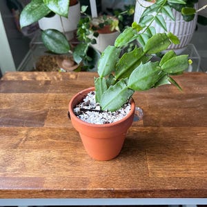 Tiny house plants - Schlumbergera truncata - Thanksgiving cactus