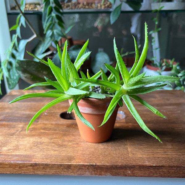 Tiny house plants - Aloe juvenna