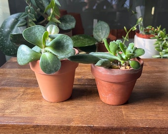 Tiny house plants - Succulent pair - Adromischus maculatus and Adromischus cooperi